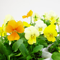 今からのシーズンにオススメ！！｜「フロリストシャイン」　（大阪府大阪市淀川区の花キューピット加盟店 花屋）のブログ